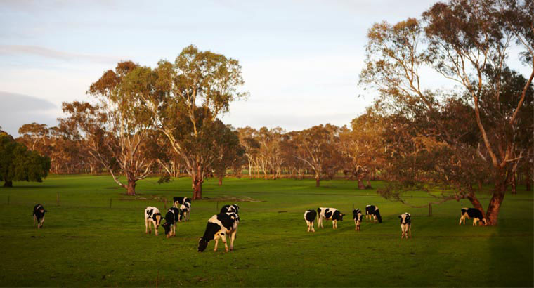 cows in a field